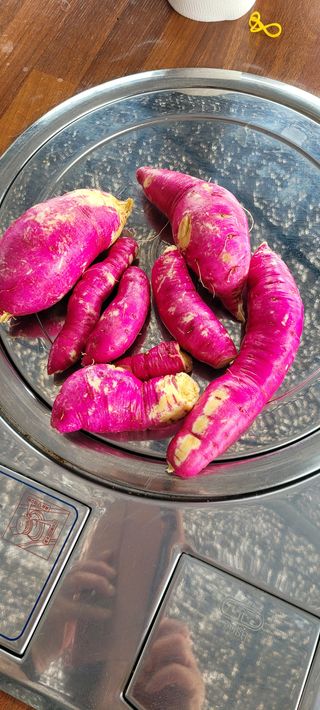 류승원님의 고구마 · 시세•판로 작성글 사진