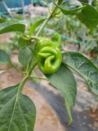 수제비뜨기님의 고추 · 병해충상담 작성글 사진