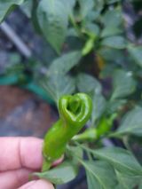 팜모닝 고추·병해충상담 게시글 이미지