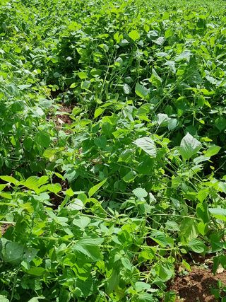 밝은숲님의 참깨 · 자유게시판 작성글 사진