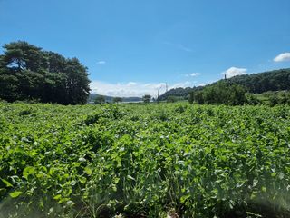 밝은숲님의 참깨 · 자유게시판 작성글 사진