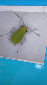 팜모닝 기타작물·병해충상담 게시글 이미지