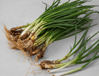 알 수 없음님의 파 · 시세•판로 작성글 사진