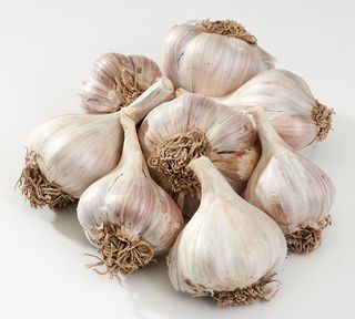 알 수 없음님의 마늘 · 시세•판로 작성글 사진