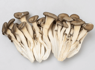 알 수 없음님의 버섯 · 시세•판로 작성글 사진