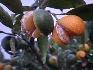 조현기 님의 팜모닝 · 출석 작성글 사진