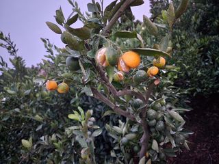 조현기 님의 팜모닝 · 출석 작성글 사진