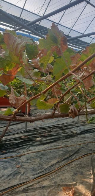 청은농장님의 포도 · 병해충상담 작성글 사진