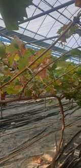 팜모닝 포도·병해충상담 게시글 이미지