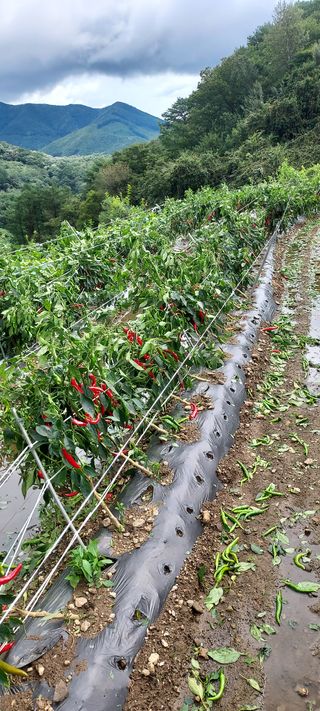 농사의 지식을 배움님의 팜모닝 · 출석 작성글 사진