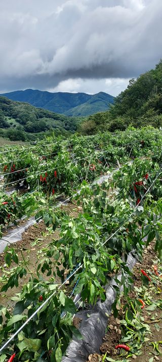 농사의 지식을 배움님의 팜모닝 · 출석 작성글 사진