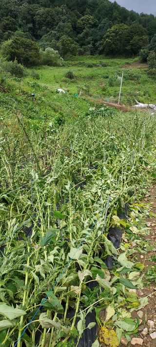 농사의 지식을 배움님의 팜모닝 · 출석 작성글 사진