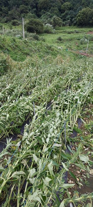 농사의 지식을 배움님의 팜모닝 · 출석 작성글 사진