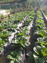 팜모닝 팜모닝·출석 게시글 이미지