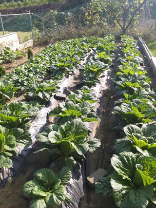 권혁관님의 팜모닝 · 출석 작성글 사진