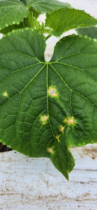 귀농2년공주님의 호박 · 병해충상담 작성글 사진