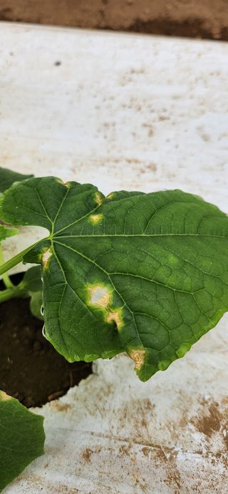 귀농2년공주님의 호박 · 병해충상담 작성글 사진