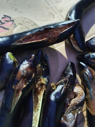 김태구님의 기타작물 · 병해충상담 작성글 사진