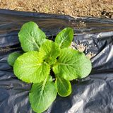 팜모닝 팜모닝·출석 게시글 이미지