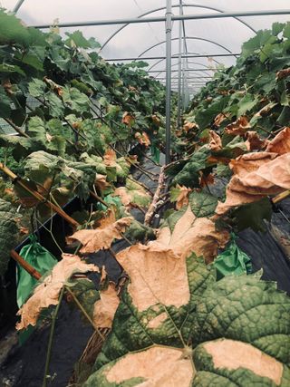 농사천직님의 포도 · 병해충상담 작성글 사진