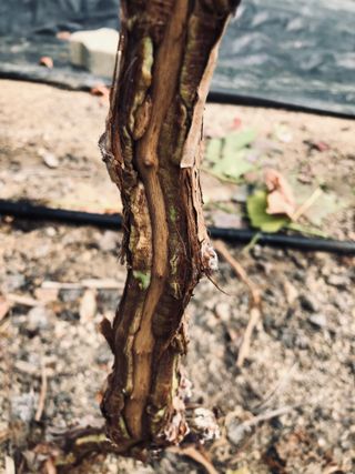 농사천직님의 포도 · 병해충상담 작성글 사진