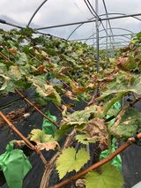 팜모닝 포도·병해충상담 게시글 이미지