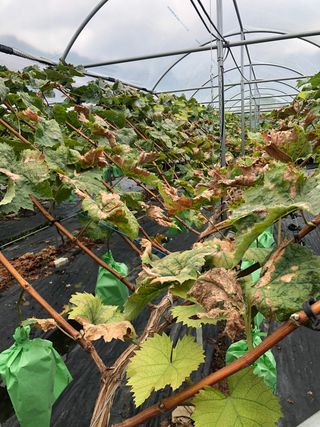 농사천직님의 포도 · 병해충상담 작성글 사진