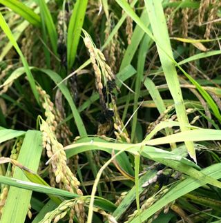 신태웅님의 벼 · 병해충상담 작성글 사진