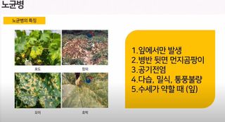 정보의바다님의 배추 · 병해충상담 작성글 사진