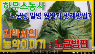 정보의바다님의 배추 · 병해충상담 작성글 사진