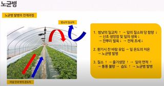 정보의바다님의 배추 · 병해충상담 작성글 사진