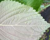 팜모닝 들깨·병해충상담 게시글 이미지