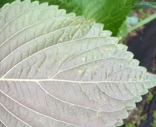 지성박님의 들깨 · 병해충상담 작성글 사진