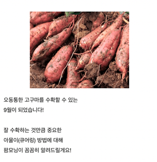 팜모닝님의 고구마 · 농사길잡이 작성글 사진
