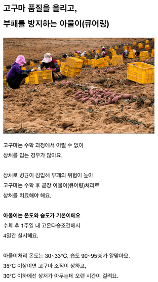 팜모닝님의 고구마 · 농사길잡이 작성글 사진