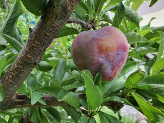 chaks20님의 자두 · 병해충상담 작성글 사진