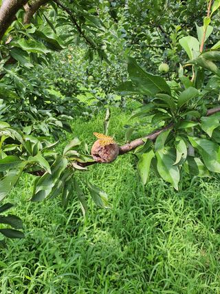 chaks20님의 자두 · 병해충상담 작성글 사진