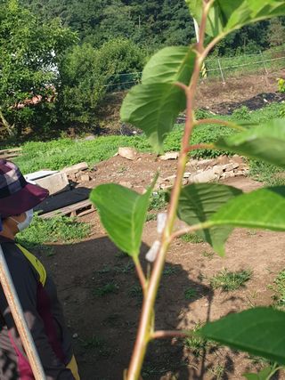 은우농장님의 들깨 · 병해충상담 작성글 사진