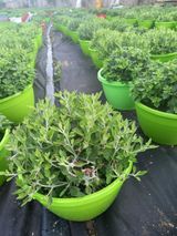 팜모닝 기타작물·병해충상담 게시글 이미지