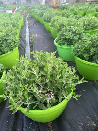 변흥수 님의 기타작물 · 병해충상담 작성글 사진