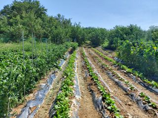 초보농부님의 팜모닝 · 출석 작성글 사진