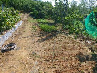 초보농부님의 팜모닝 · 출석 작성글 사진