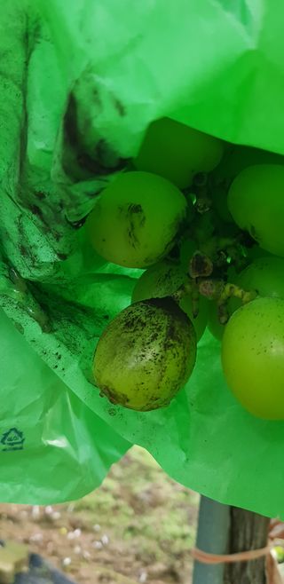 박희철님의 포도 · 병해충상담 작성글 사진