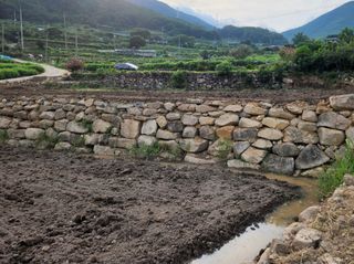 창녕블루베리님의 배추 · 일상 작성글 사진