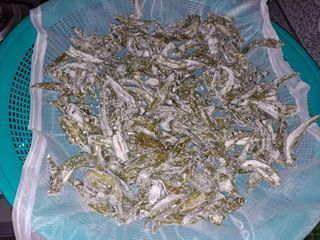 농부아지매님의 파 · 자유게시판 작성글 사진