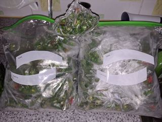 농부아지매님의 마늘 · 일상 작성글 사진