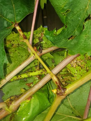 이학두님의 포도 · 병해충상담 작성글 사진