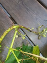 팜모닝 포도·병해충상담 게시글 이미지