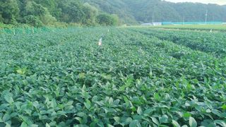 우창근님의 콩 · 병해충상담 작성글 사진