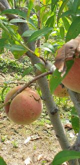 팜모닝 복숭아·병해충상담 게시글 이미지